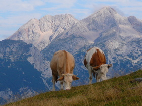 Pričetek poletne sezone na Veliki planini