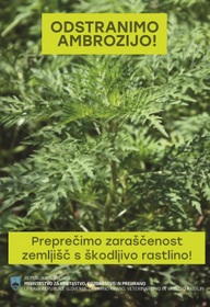 Obvestilo o obveznem odstranjevanju pelinolistne ambrozije