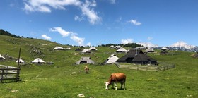 Na Veliko planino se vračajo pastirji in krav'ce!