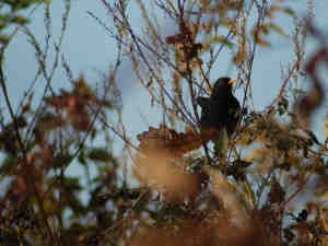 ZRSVN_Gregor Kalan_slike k članku mejice (1)