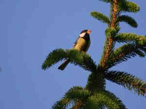 ZRSVN_Gregor Kalan_slike k članku mejice (2)