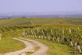 Pogled na vinograde - september 2009, Avtor: Milan Klemenčič