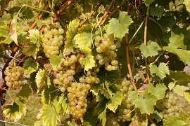 Zrelo grozdje - september 2009, Avtor: Milan Klemenčič