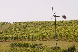 Klopotec med vinogradi - september 2009, Avtor: Milan Klemenčič