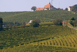 Pogled na vinograde - september 2009, Avtor: Milan Klemenčič