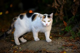 DZŽ pomurja - prispevek povožene živali-Bodimo pozorni na živali ob cesti foto B. Šedivy za DZŽP.JPG