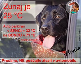 DZŽPomurja-Pes v avtu 25 C.jpg
